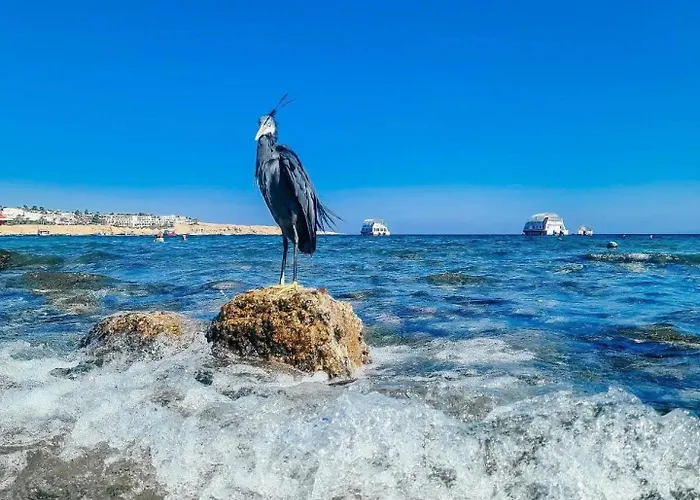Kuba Luxus Tour - Boat In Sahl Hashesh - * Hurghada